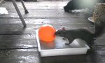 Movie : Eichhörnchen entdeckt Wasserballon
