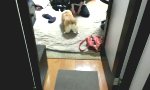 Funny Video : Bubble Butt Corgi