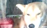 Lustiges Video - Der Hund und die Scheibe