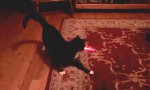 Movie : Auto-Laser-Cat