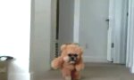 Lustiges Video : Erster echter Ewok gesichtet