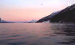 Lustiges Video : Buckelwale im Großformat