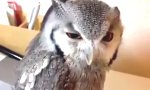 Funny Video : Ich bitte um Aufmerksamkeit