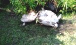 Erste Hilfe unter Schildkröten