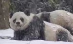 Pandas im Schnee