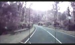 Lustiges Video : Windige Fahrt durch den Wald