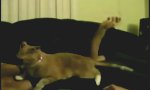 Lustiges Video : Trololo auf Knopfdruck