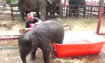 Funny Video : Kleiner Elefant Große Show