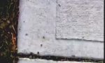 Funny Video : Loading...