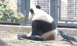Movie : Der Panda und die Krähe