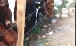 Movie : Bull-Dogge