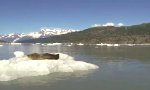 Lustiges Video : Störe nie eine Robbe beim Chillen
