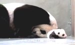 Panda Baby trifft seine Mutter
