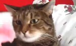 Movie : Katze mit Blumentrauma