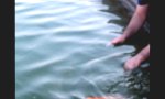 Movie : Streichelfisch