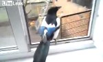 Funny Video : Die Elster mit der Kinderlache