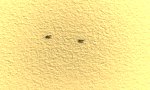 Movie : Typische Ameisenstraße