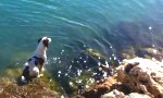 Movie : Ein Hund schwimmt mit Delfinen