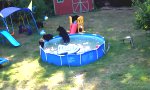 Lustiges Video : Bärenstarke Poolparty