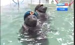 Funny Video : Russian Seals