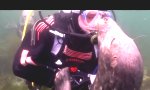 Funny Video - Seehund in Genießer-Modus