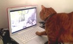 Katzenentertainment mit dem Laptop