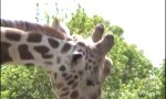 Giraffen Porn