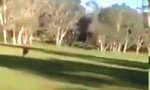 Lustiges Video : Golfer verfolgt von Känguru