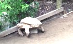 Lustiges Video : ADAC für Schildkröten