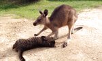 Lustiges Video - Die Katze und das Känguru