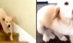 Funny Video - Fressi ist fertig!