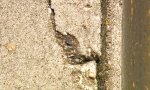 Lustiges Video - Selbstheilender Beton