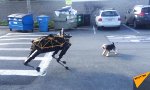 Lustiges Video : Hund trifft Robo-Hund
