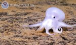 Funny Video : Geisterhafter Oktopus gesichtet