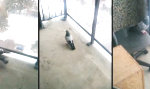 Lustiges Video : Diese Taube ist nicht die Hellste