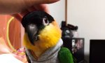 Movie : Piepmatz in coolem Look