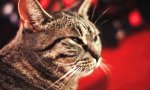 Movie : Cat Rock