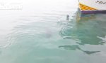 Funny Video - Zwei auf einen Streich