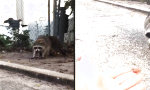 Movie : Waschbär aus der Hand füttern