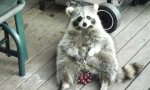 Funny Video : Waschbär und seine Weintrauben