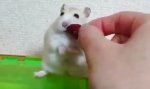 Funny Video : Eingeschnappte Rennmaus