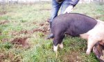 Die Sache mit dem Schweineschwanz