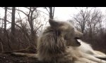 Lustiges Video : Fauler Wolf