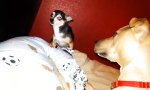 Movie : Kleiner Chihuahua mit großem Maul
