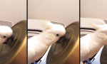 Funny Video : Kakadu mit Rhythmus im Schnabel