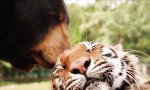 Lustiges Video : Bär, Löwe und Tiger