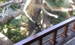 Funny Video : Ninja-Monkey