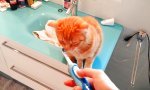 Movie : Katzenmassage mit der Zahnbürste