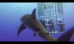 Hai hat Überraschung für Taucher