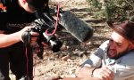 Lustiges Video : Von Ameisenwespe gestochen